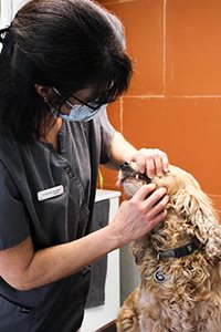 Vet with dog dentist Clinique Vétérinaire du Rond-point